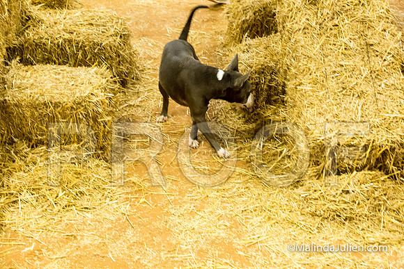 American Staffordshire Terrier Girlfriend Megan Luna-JJJ_3755-HR3