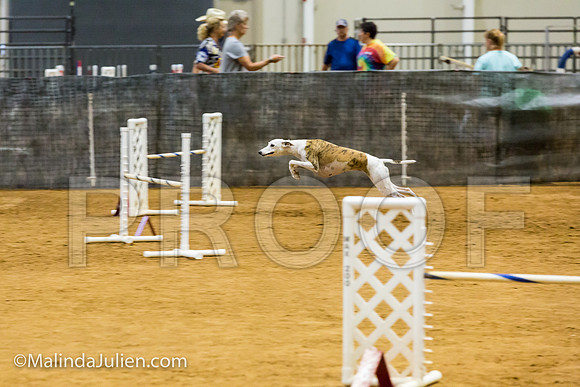 Agility JWW Exc 20 Sat Whippet Piper-JJJ_2006-ACDCA2018-HR3