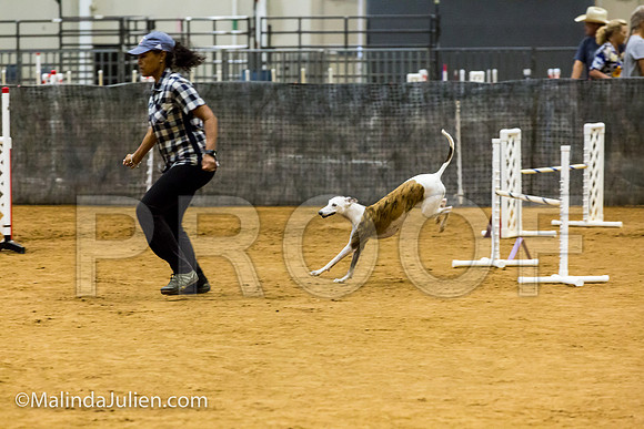 Agility JWW Exc 20 Sat Whippet Piper-JJJ_2008-ACDCA2018-HR3