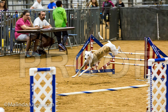 Agility JWW Exc 20 Sat Whippet Piper-JJJ_2010-ACDCA2018-HR3