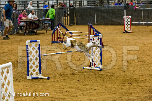 Agility JWW Exc 20 Sat Whippet Piper-JJJ_2012-ACDCA2018-HR3