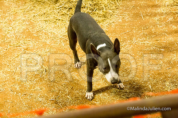 American Staffordshire Terrier Girlfriend Megan Luna-JJJ_3765-HR3