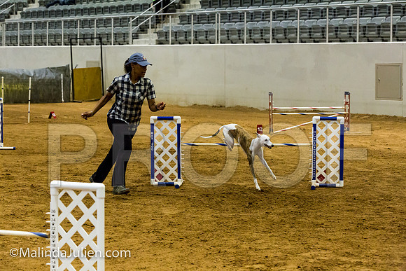 Agility JWW Exc 20 Sat Whippet Piper-JJJ_2022-ACDCA2018-HR3