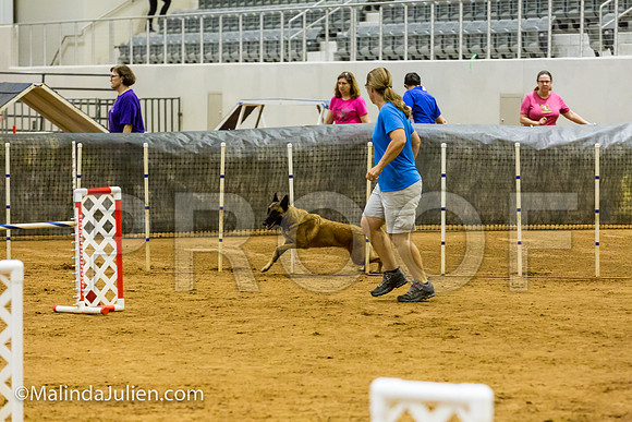 Agility JWW Exc 24 Sat Belgian Malinois Chica 2-JJJ_2347-ACDCA2018-HR3