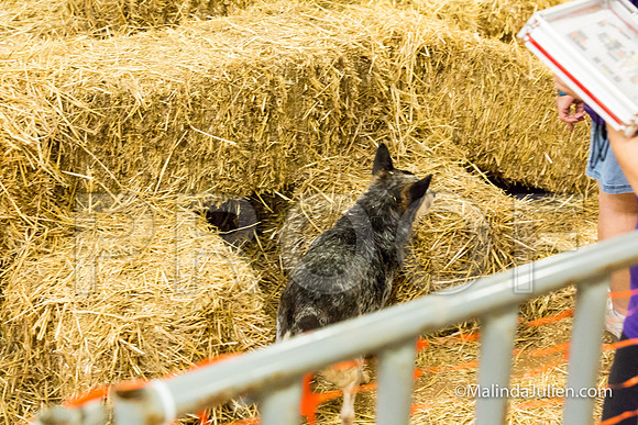 Australian Cattle Dog Sue Lori Graham-JJJ_3523-HR3