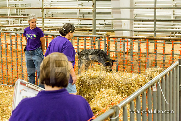 Australian Cattle Dog Sue Lori Graham-JJJ_3525-HR3