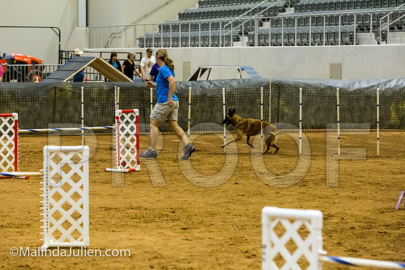 Agility JWW Exc 24 Sat Belgian Malinois Chica 2-JJJ_2353-ACDCA2018-HR3