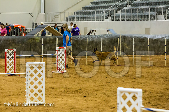 Agility JWW Exc 24 Sat Belgian Malinois Chica 2-JJJ_2354-ACDCA2018-HR3