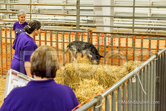 Australian Cattle Dog Sue Lori Graham-JJJ_3526-HR3