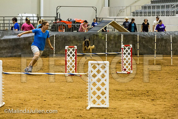 Agility JWW Exc 24 Sat Belgian Malinois Chica 2-JJJ_2355-ACDCA2018-HR3