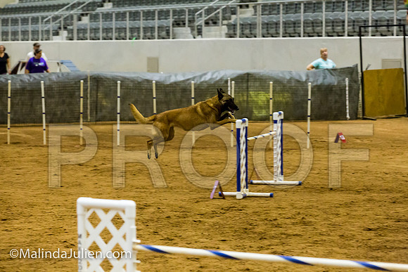 Agility JWW Exc 24 Sat Belgian Malinois Chica 2-JJJ_2356-ACDCA2018-HR3