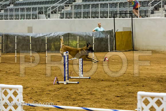 Agility JWW Exc 24 Sat Belgian Malinois Chica 2-JJJ_2357-ACDCA2018-HR3