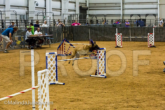 Agility JWW Exc 24 Sat Belgian Malinois Lily-JJJ_2596-ACDCA2018-HR3