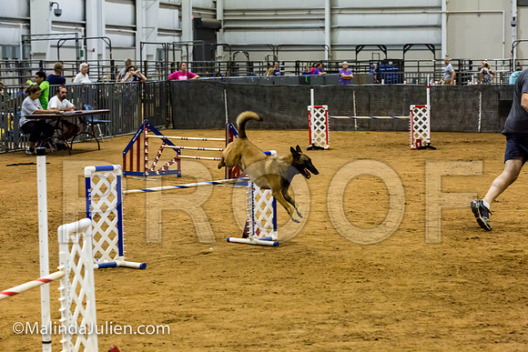 Agility JWW Exc 24 Sat Belgian Malinois Lily-JJJ_2597-ACDCA2018-HR3