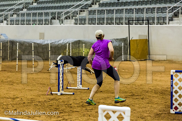 Agility JWW Exc 24 Sat Border Collie Sally-JJJ_2533-ACDCA2018-HR3