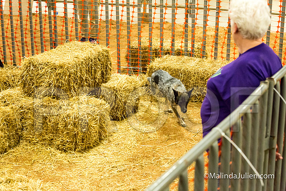 Australian Cattle Dog Willow Georgann Weisgerber-JJJ_3877-HR3