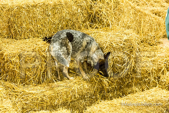 Australian Cattle Dog Willow Georgann Weisgerber-JJJ_3882-HR3