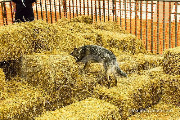 Australian Cattle Dog Willow Georgann Weisgerber-JJJ_3884-HR3