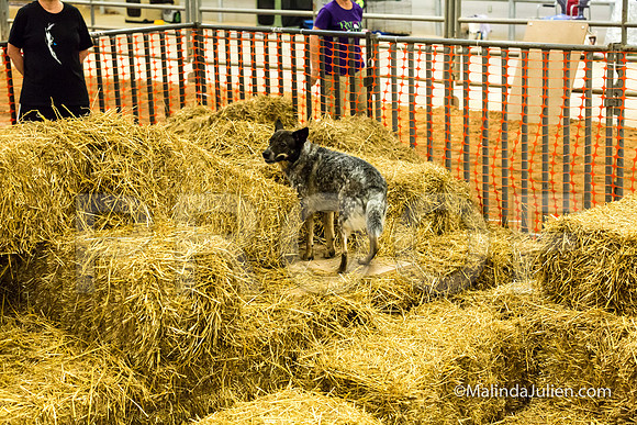 Australian Cattle Dog Willow Georgann Weisgerber-JJJ_3885-HR3