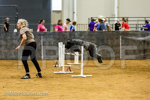Agility JWW Exc 24 Sat Bouvier Texsi-JJJ_2331-ACDCA2018-HR3