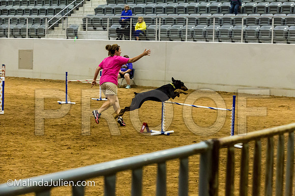 Agility JWW Exc 24 Sat Doberman Pinscher Cali-JJJ_2379-ACDCA2018-HR3
