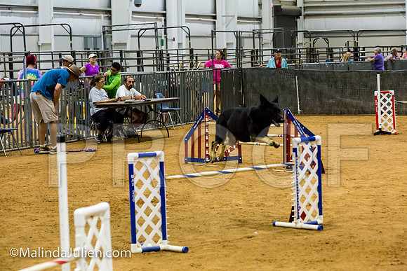 Agility JWW Exc 24 Sat German Shepherd Dog Fiona-JJJ_2500-ACDCA2018-HR3