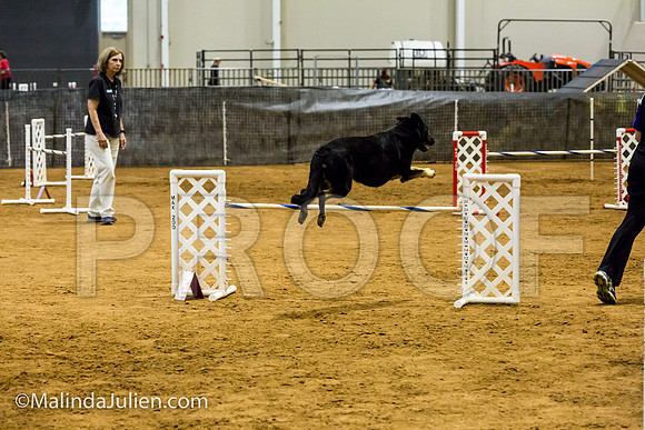 Agility JWW Exc 24 Sat German Shepherd Dog Fiona-JJJ_2502-ACDCA2018-HR3