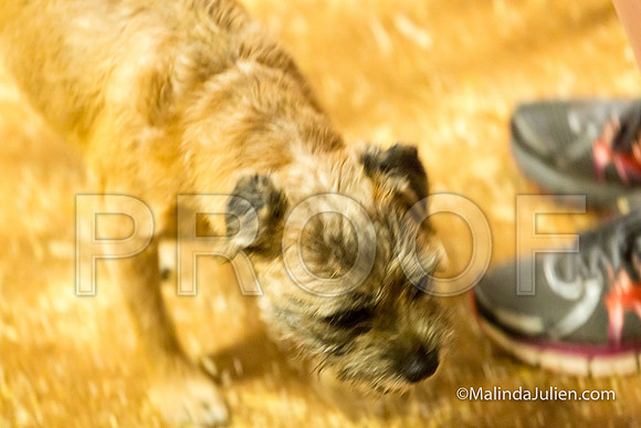 Border Terrier Mick John Hemphill-JJJ_3726-HR3