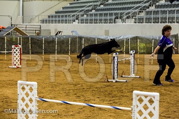 Agility JWW Exc 24 Sat German Shepherd Dog Fiona-JJJ_2503-ACDCA2018-HR3