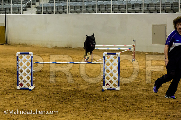 Agility JWW Exc 24 Sat German Shepherd Dog Fiona-JJJ_2505-ACDCA2018-HR3
