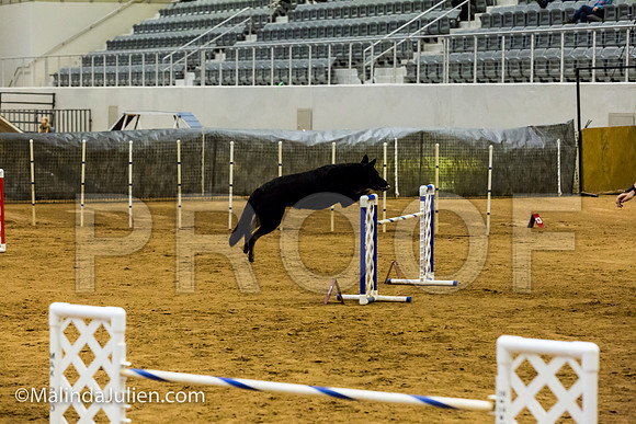 Agility JWW Exc 24 Sat German Shepherd Dog Quina-JJJ_2626-ACDCA2018-HR3