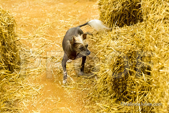 Chinese Crested Obi Judy DeArmon-JJJ_3697-HR3