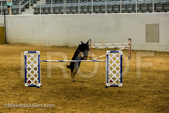 Agility JWW Exc 24 Sat German Shepherd Dog Quina-JJJ_2628-ACDCA2018-HR3