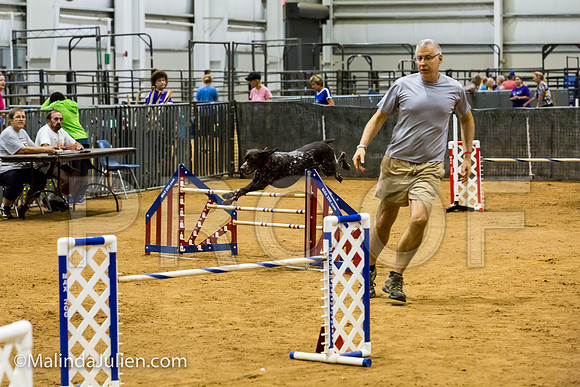 Agility JWW Exc 24 Sat German Shorthaired Pointer Schoena-JJJ_2466-ACDCA2018-HR3