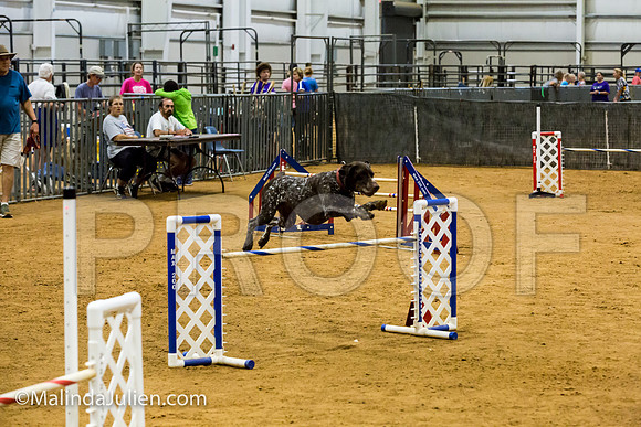 Agility JWW Exc 24 Sat German Shorthaired Pointer Schoena-JJJ_2467-ACDCA2018-HR3