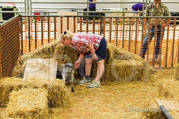 German Shorthaired Pointer Harper Susan Matthew-JJJ_3509-HR3