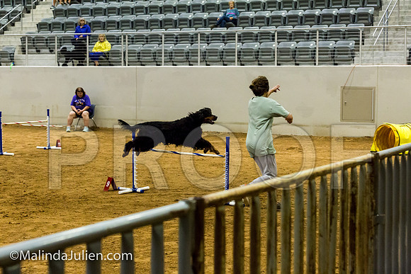 Agility JWW Exc 24 Sat Gordon Setter Savvy-JJJ_2417-ACDCA2018-HR3