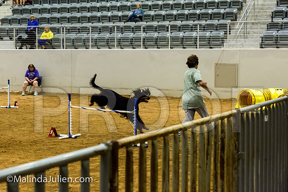 Agility JWW Exc 24 Sat Gordon Setter Savvy-JJJ_2418-ACDCA2018-HR3