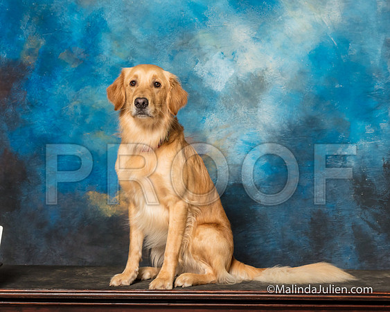 Golden Retriever Sun Reggie Tammy Ritchey-SSR_1842-HR3