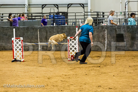 Agility JWW Exc 24 Sat Labrador Retriever Tana-JJJ_2555-ACDCA2018-HR3