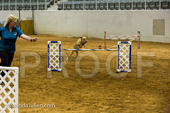 Agility JWW Exc 24 Sat Labrador Retriever Tana-JJJ_2567-ACDCA2018-HR3