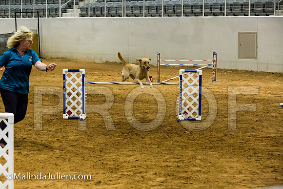 Agility JWW Exc 24 Sat Labrador Retriever Tana-JJJ_2568-ACDCA2018-HR3