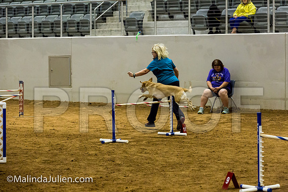Agility JWW Exc 24 Sat Labrador Retriever Tana-JJJ_2570-ACDCA2018-HR3