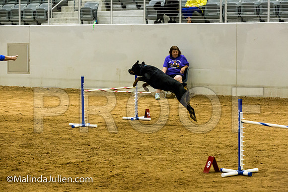 Agility JWW Exc 24 Sat Rottweiler Diesel-JJJ_2449-ACDCA2018-HR3