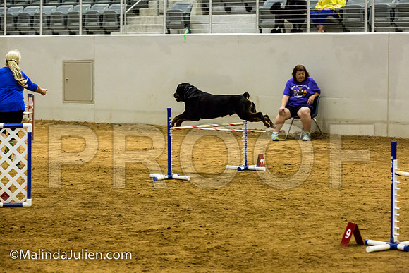 Agility JWW Exc 24 Sat Rottweiler Diesel-JJJ_2450-ACDCA2018-HR3