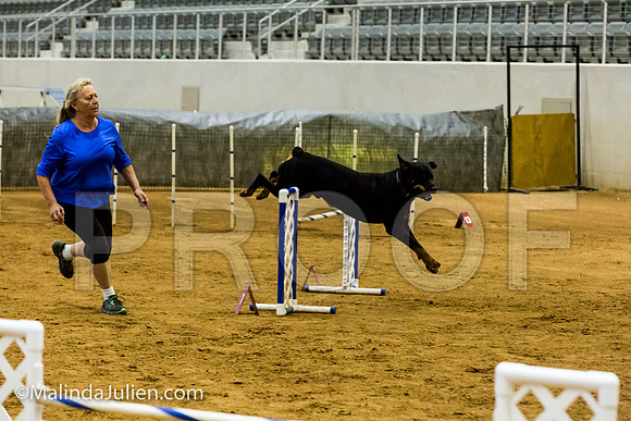 Agility JWW Exc 24 Sat Rottweiler Diesel-JJJ_2456-ACDCA2018-HR3