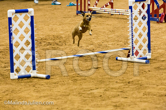 Agility JWW Exc 8 Sat All American Dog Ollie-JJJ_0189-ACDCA2018-HR3