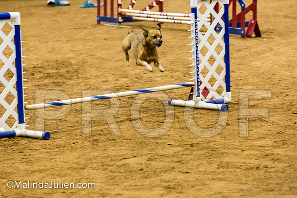 Agility JWW Exc 8 Sat All American Dog Ollie-JJJ_0190-ACDCA2018-HR3