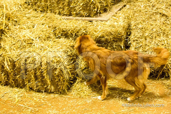 Nova Scotia Duck Tolling Retriever Meri Ellen Jackson-JJJ_3678-HR3
