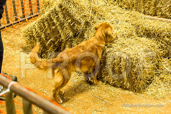 Nova Scotia Duck Tolling Retriever Meri Ellen Jackson-JJJ_3683-HR3